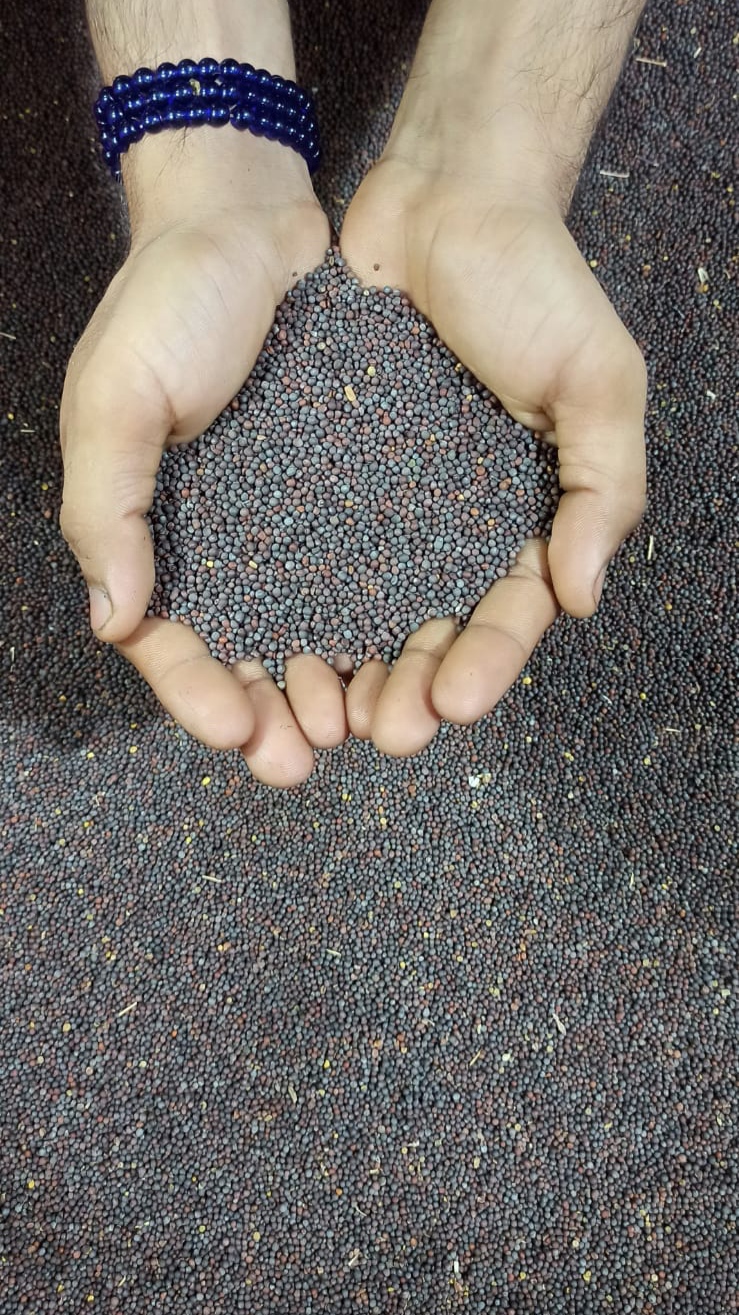 Premium Black Mustard Seeds