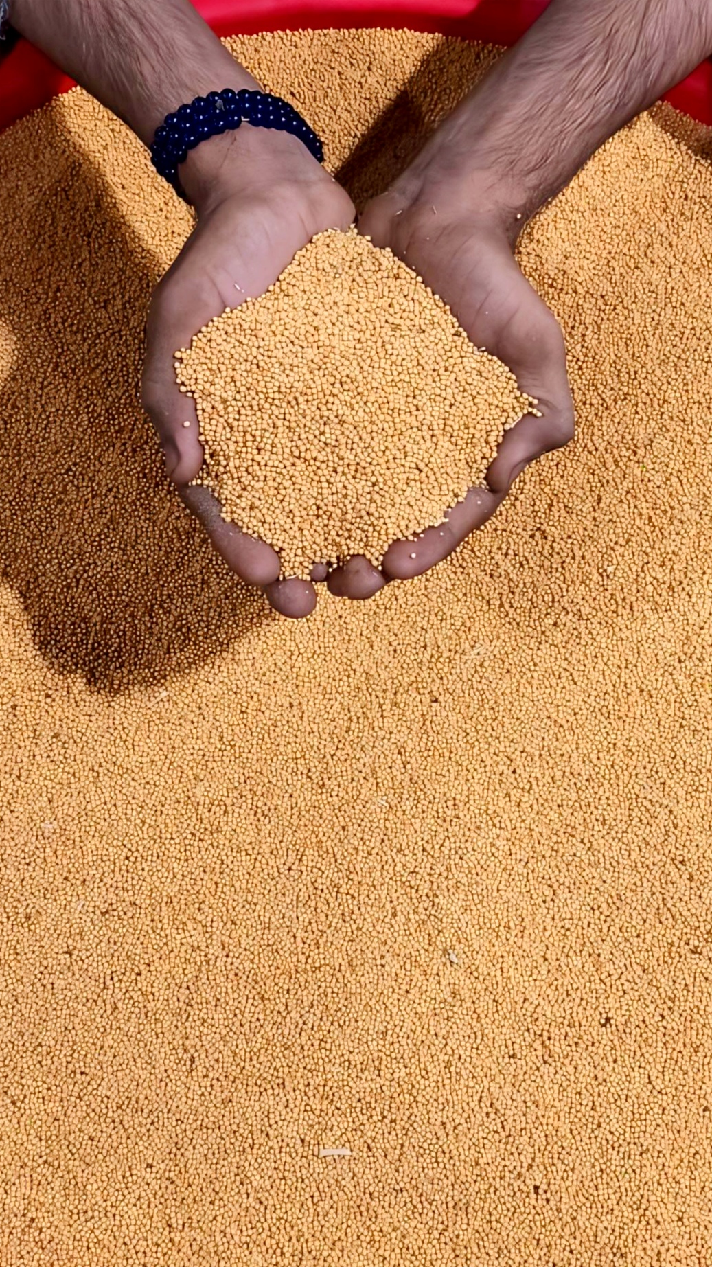 Premium Yellow Mustard Seeds